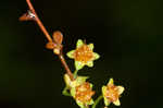 Thunberg's meadowsweet